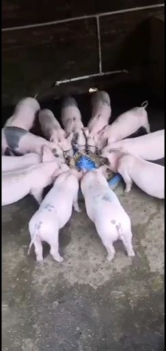 连州市三元仔猪