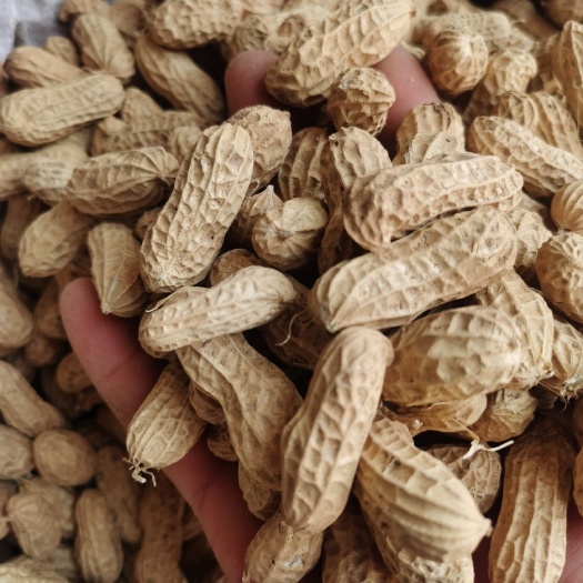 枣庄鲁花827 双仁花生种，花生炒货