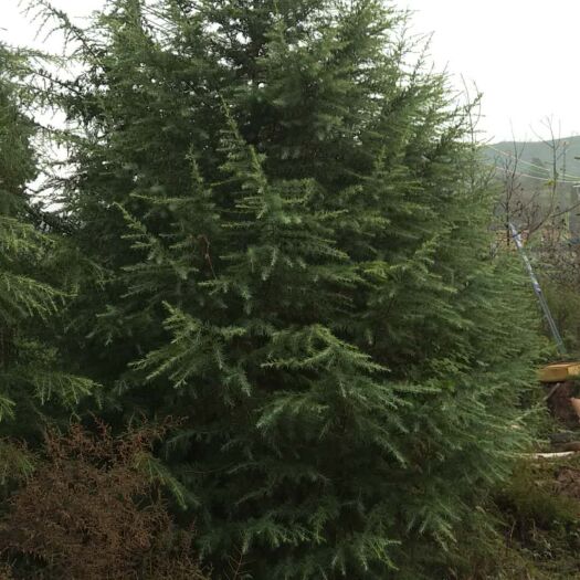 卢氏县雪松4米到6米的