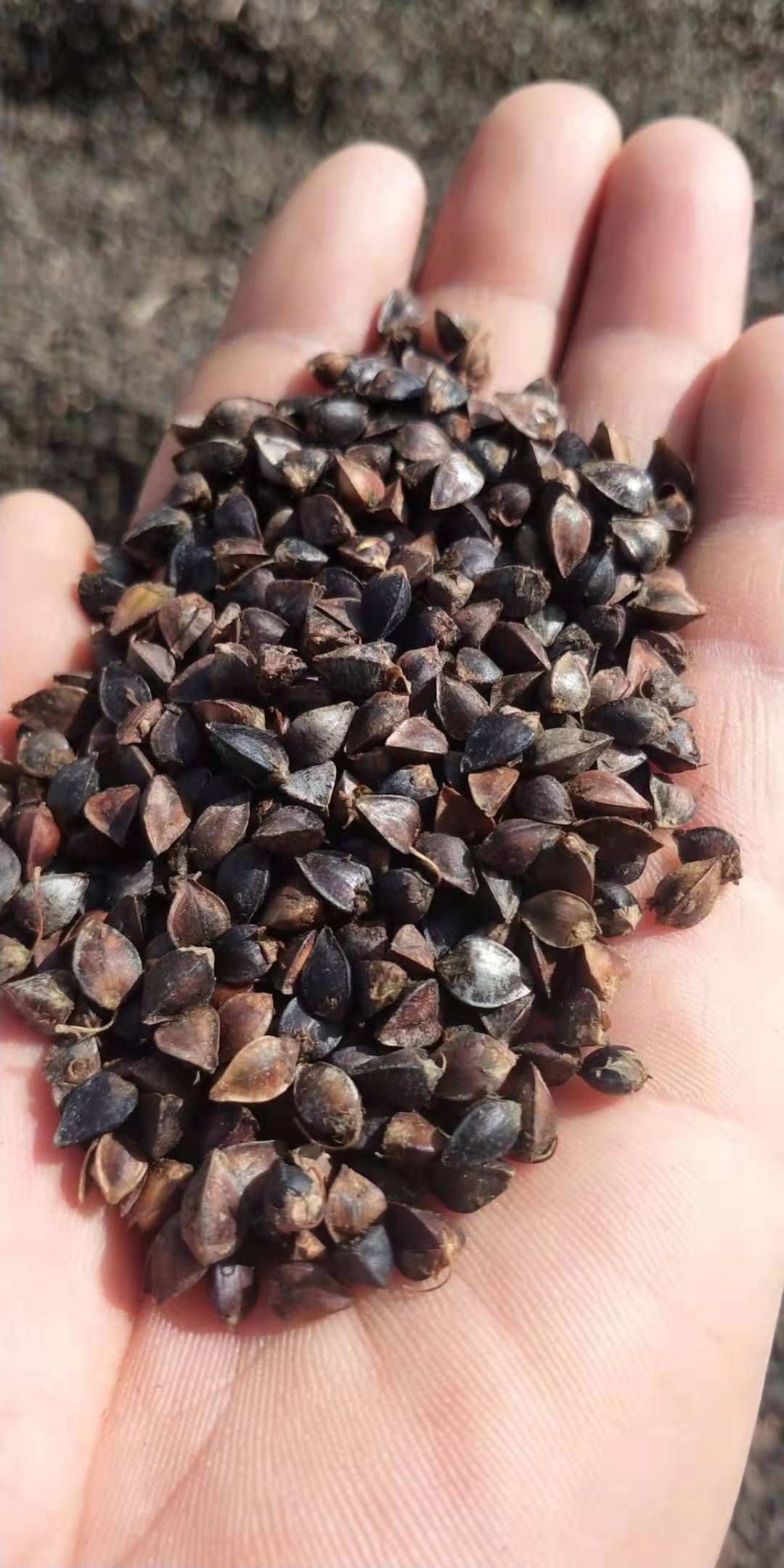 甜荞，荞麦面，凉粉，酿酒专用