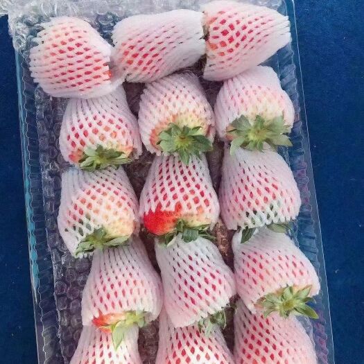 东港市九九草莓 99草莓