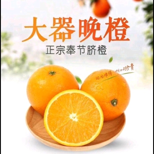  奉节脐橙