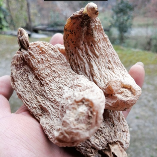 略阳县原色无硫自然晒天麻干货500g1斤十个包邮大块麻秦岭露天生长