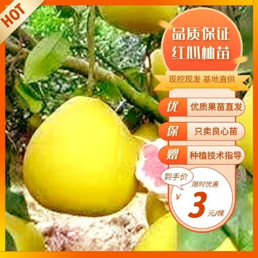 金堂县红心柚苗  红心柚杯苗，地苗品种保证可签合同销售