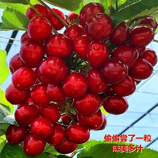 平邑县俄罗斯8号樱桃苗 樱桃树苗嫁接苗一年的还有多年苗品种多现货交易