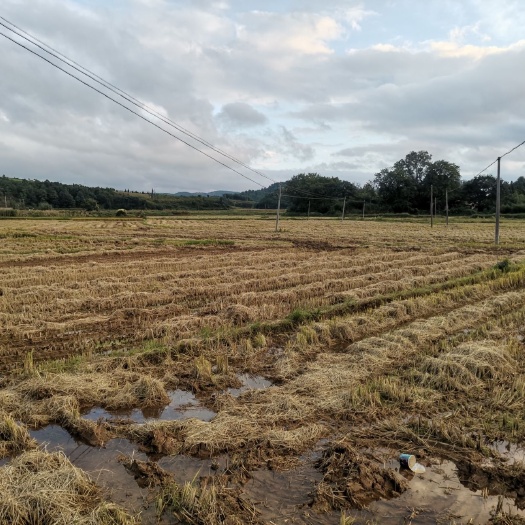 嵩明县水田  100多亩高标准农田交通便利三相电到地进水出水方便沙土