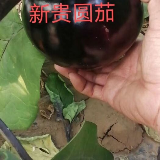 寿光市茄子苗 圆茄苗
