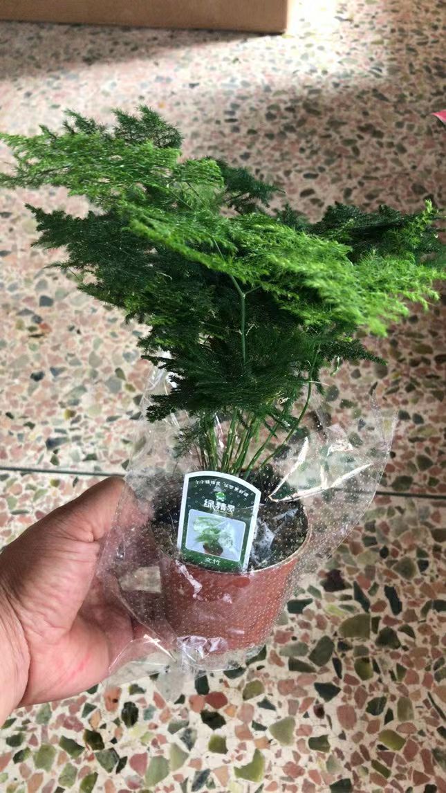 独杆发财树  发财树卷线风17公分左右发财树，20多卷线风1000一棵