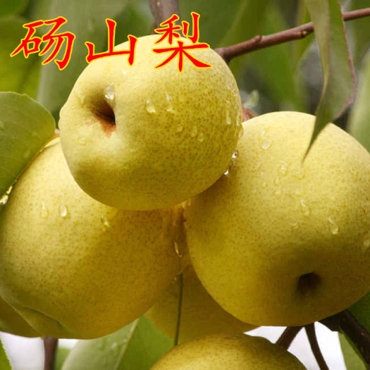 平邑县 梨树苗嫁接苗都是两年苗现挖现卖品种多