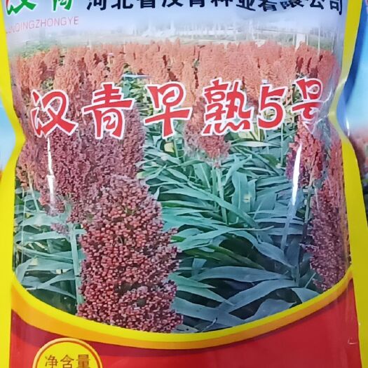 青县早熟5号杂交高粱种  高粱 河北省沧州市青县 1等品 霉变