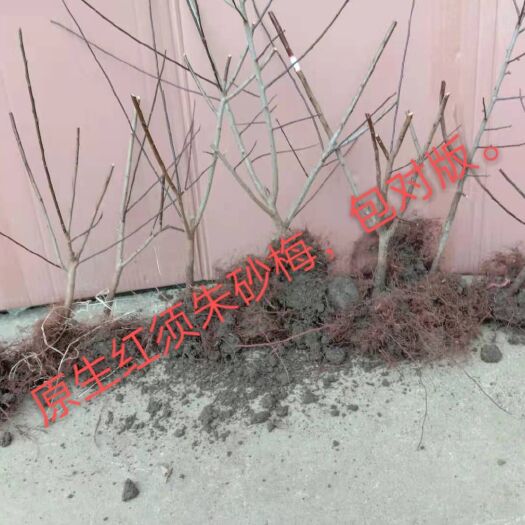 新沂市红梅 红须朱砂梅原生苗