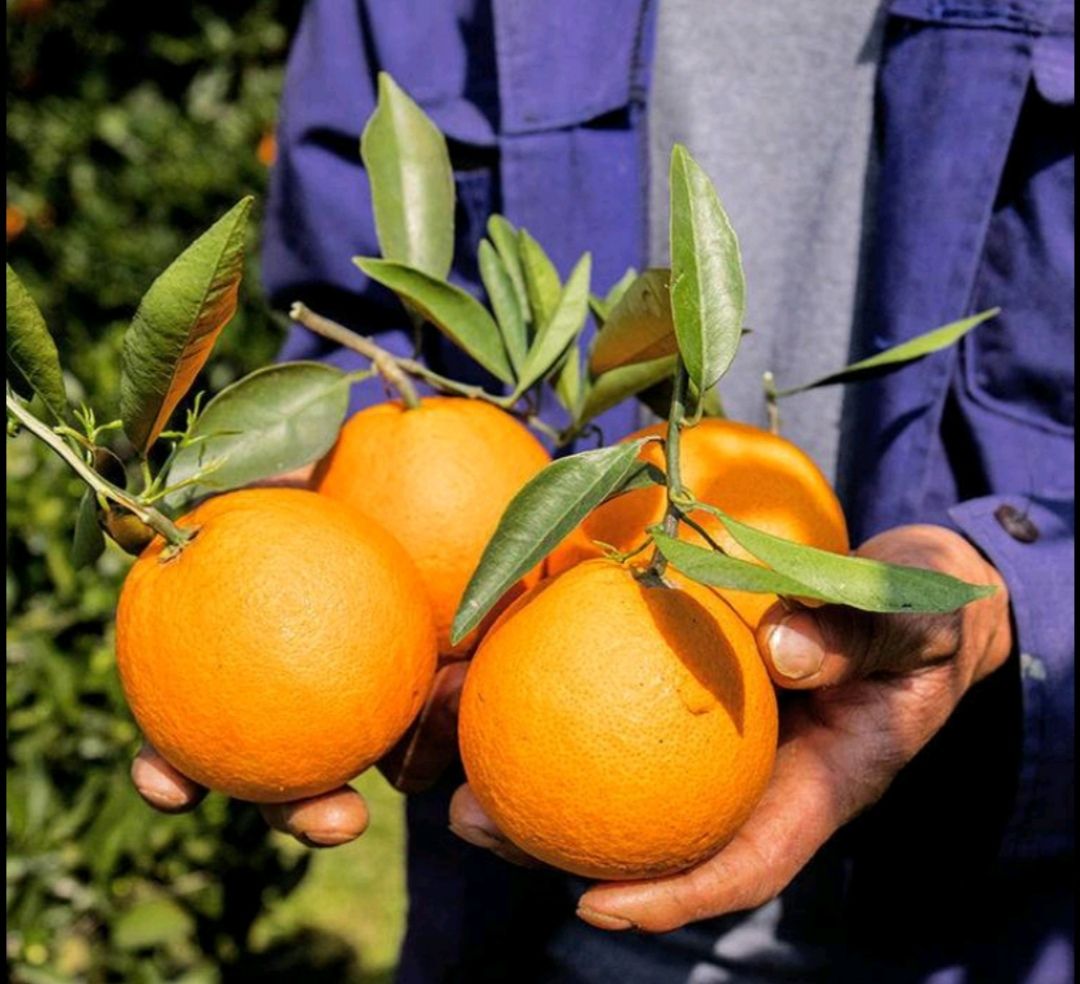 秭归脐橙  果园现摘直供，无打蜡无催红，品优价廉，优价批发