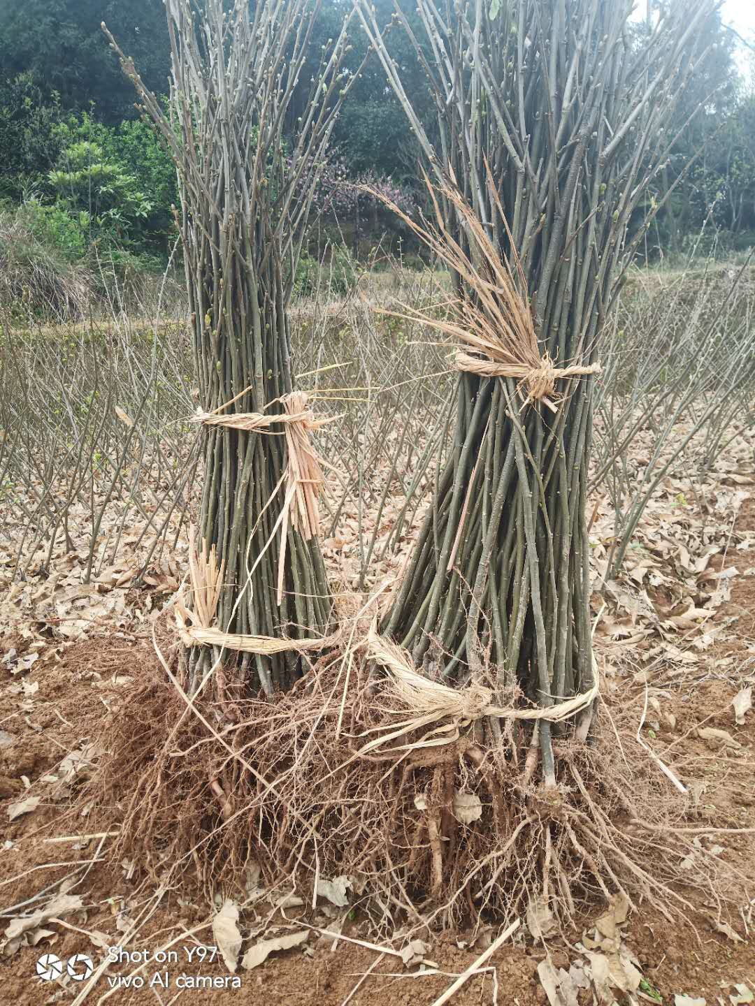 大红袍板栗苗  大红袍板粟苗一自产直销，价格优惠，粗壮无病，