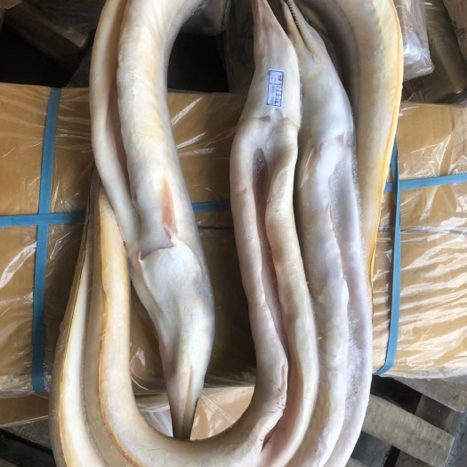 福州 黄鳗 2000-3000/3000-5000 一手货源品质好