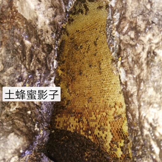 罗甸县野蜂蜜  土蜂蜜