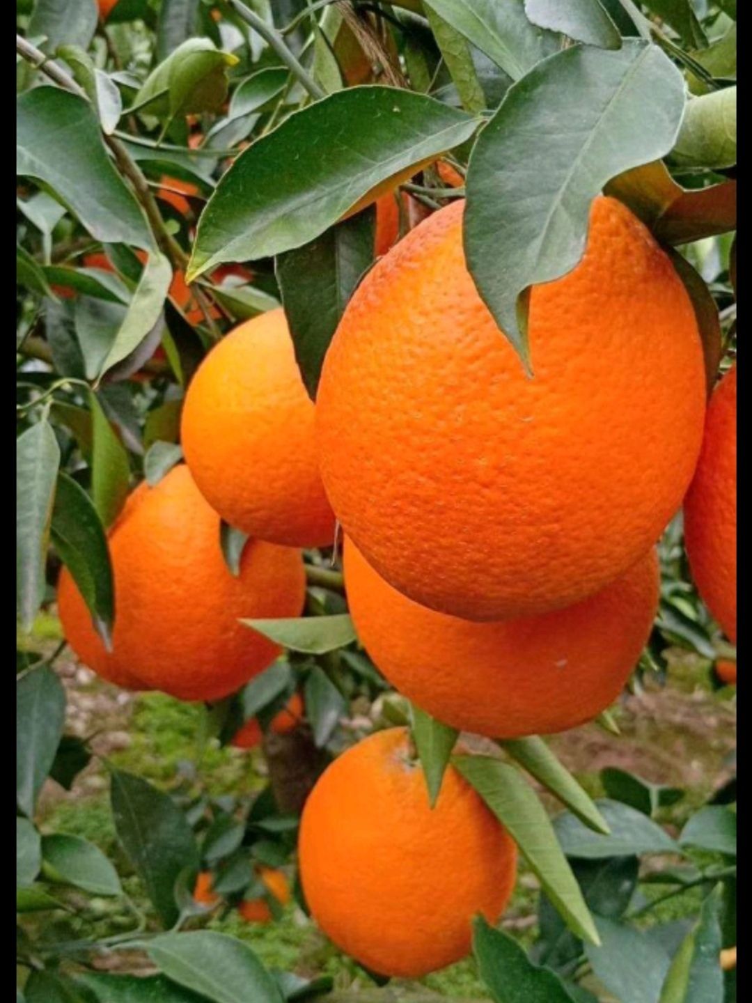 秭归脐橙  果园现摘直供，无打蜡无催红，品优价廉，优价批发