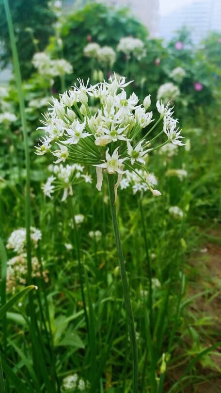 乐亭县韭菜花 头茬 
