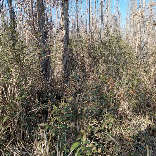 嵩明县山地  400亩经济林，水电路三通交通便利土地平整全部机械操作