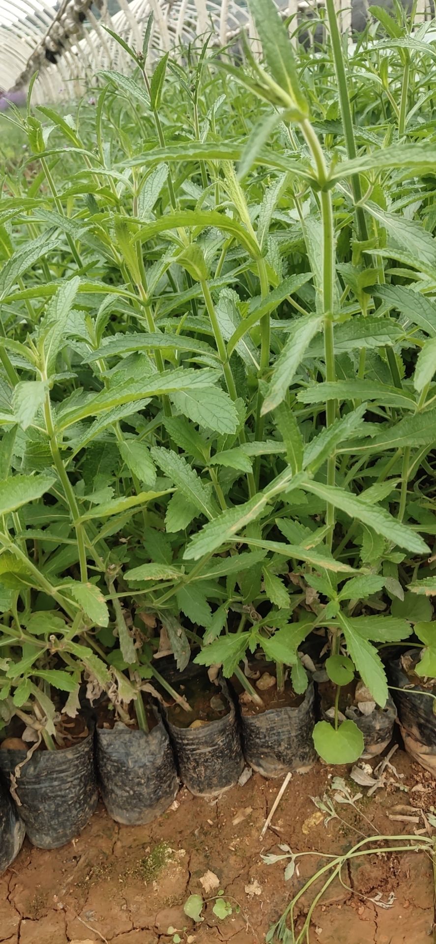 马鞭草高度30公分  云南苗木基地直销，有观赏价值的网红草