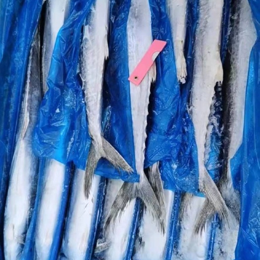福州 马鲛鱼各规格到货 一手货源品质好