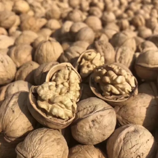 霍城县伊犁哈萨克自治州185  新2  33薄皮核桃
