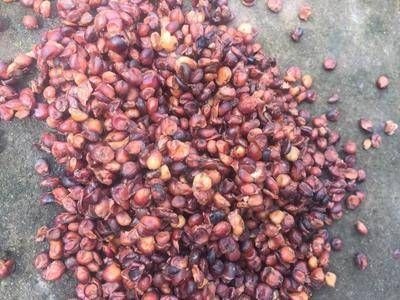 重庆市四川纯高粱酒糟