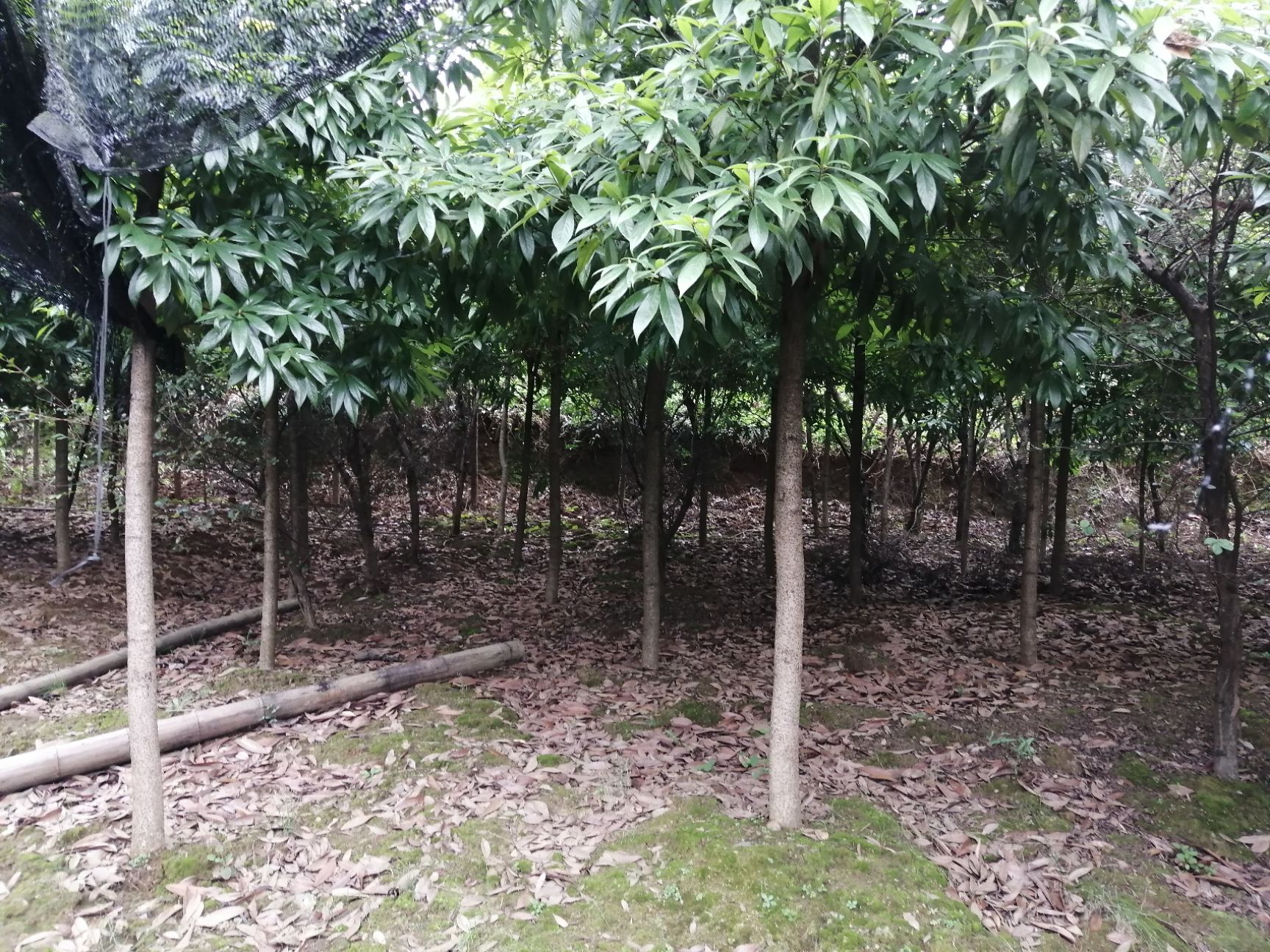 小叶桢楠