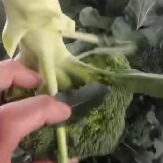 徐州无筋小白菜 产地直销代购代包装代发运，一站式服务