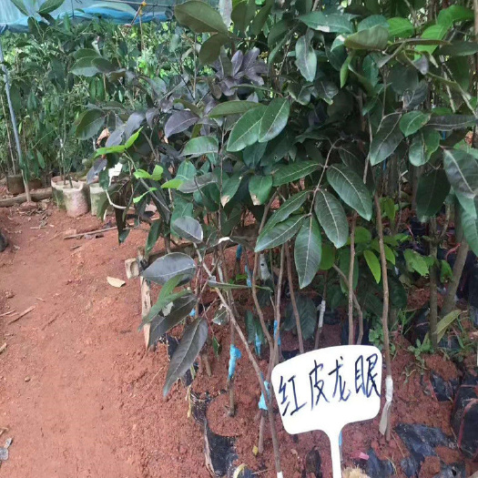 灵山县红壳龙眼苗 泰国红皮龙眼树苗新品泰国红宝石龙眼嫁接苗四季开花结果龙眼苗