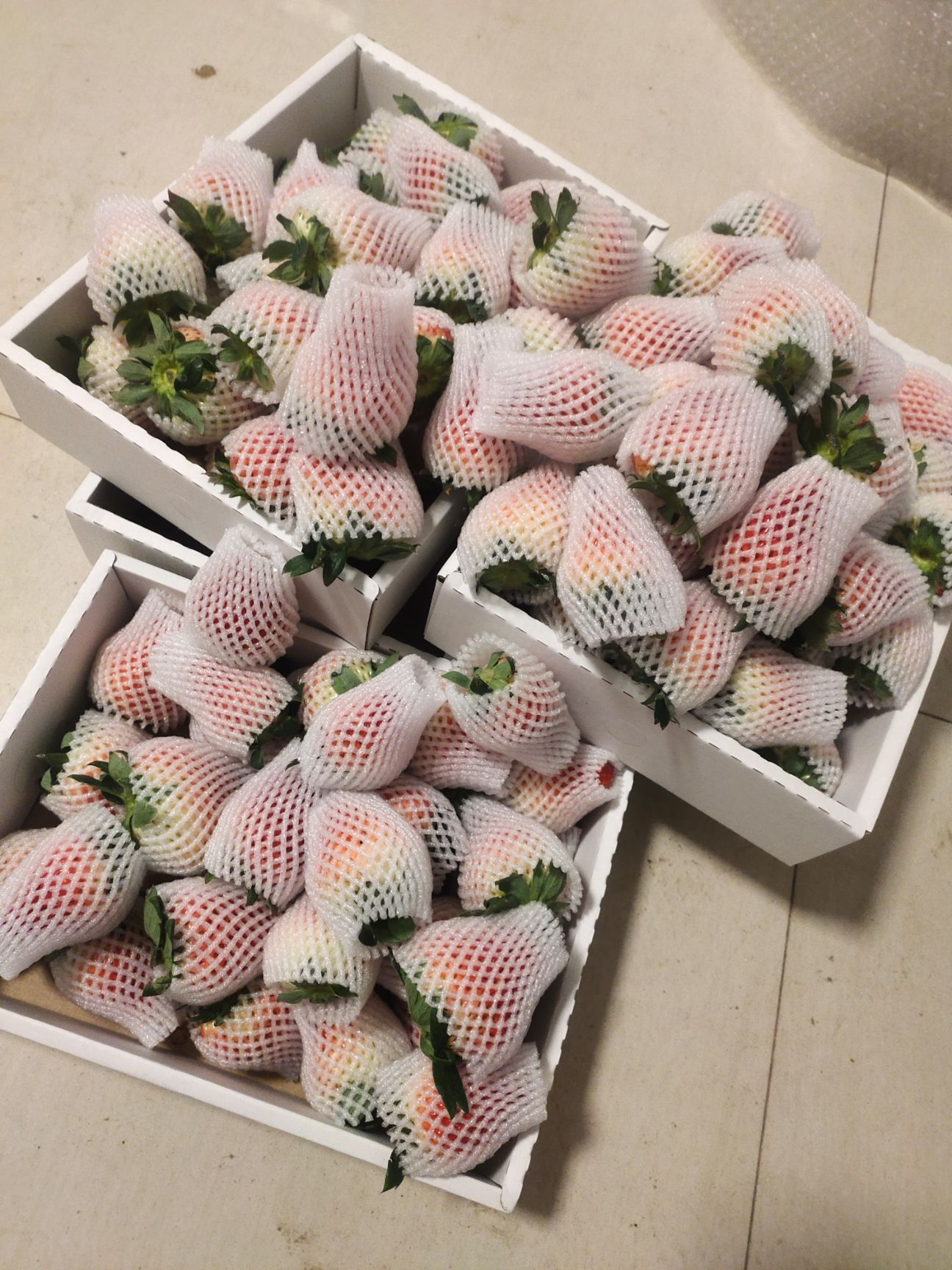 红颜草莓  周小弟红颜