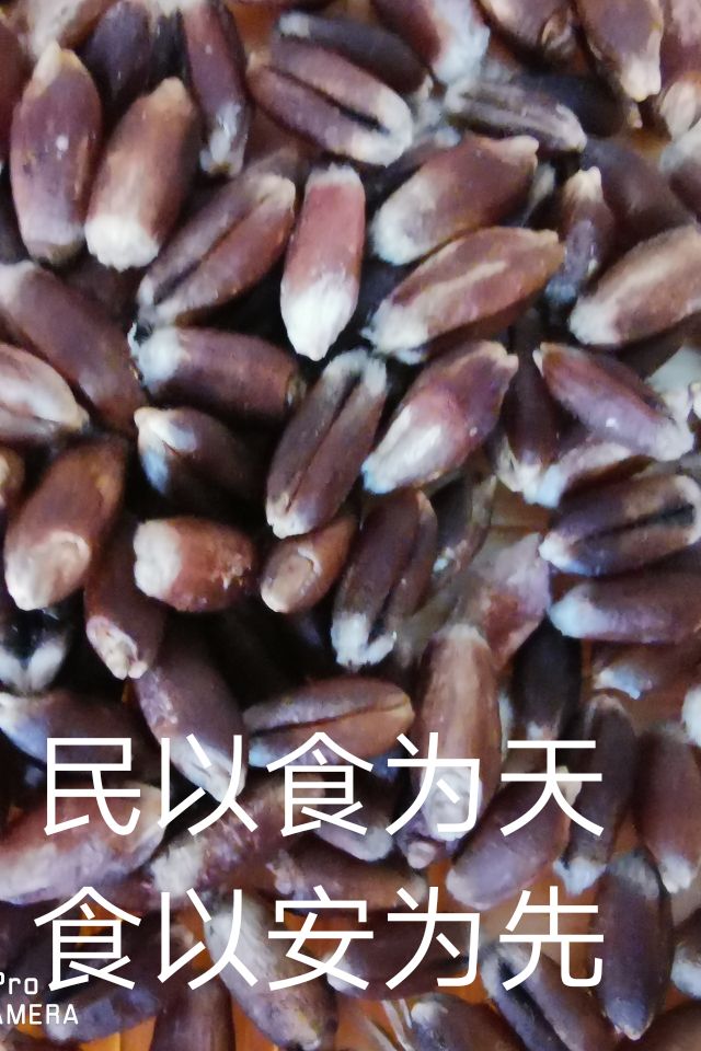 黑小麦面粉 呼伦贝尔农垦黑土地褐麦全麦面粉（带有麸皮）