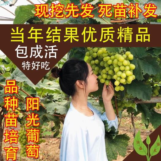 平邑县阳光玫瑰葡萄苗  阳光玫瑰葡萄3309夏黑5BB贝达 SO4砧木嫁接 基地直供
