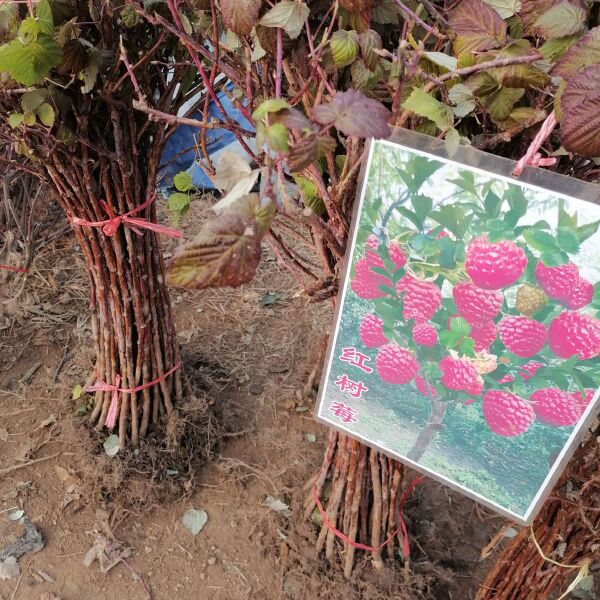 大红梅  基地树苗，保证品质假一赔十