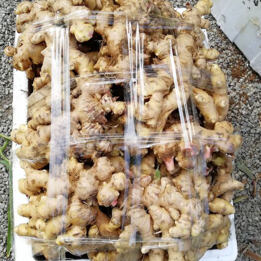 高州市大肉姜