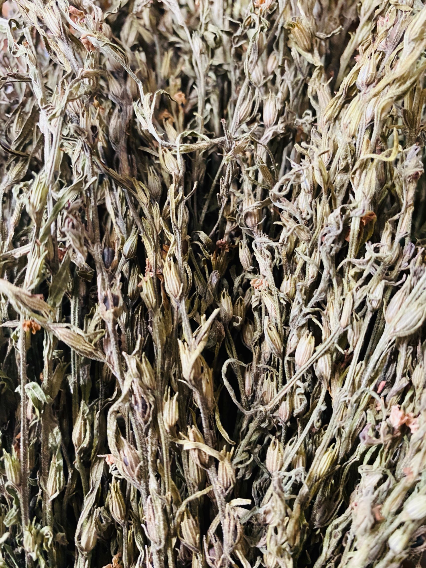 独角莲  云南天然独脚金疳积草 一手货源低价批发