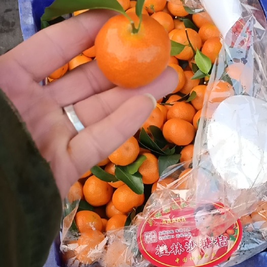 邯郸沙糖桔 精品砂糖橘