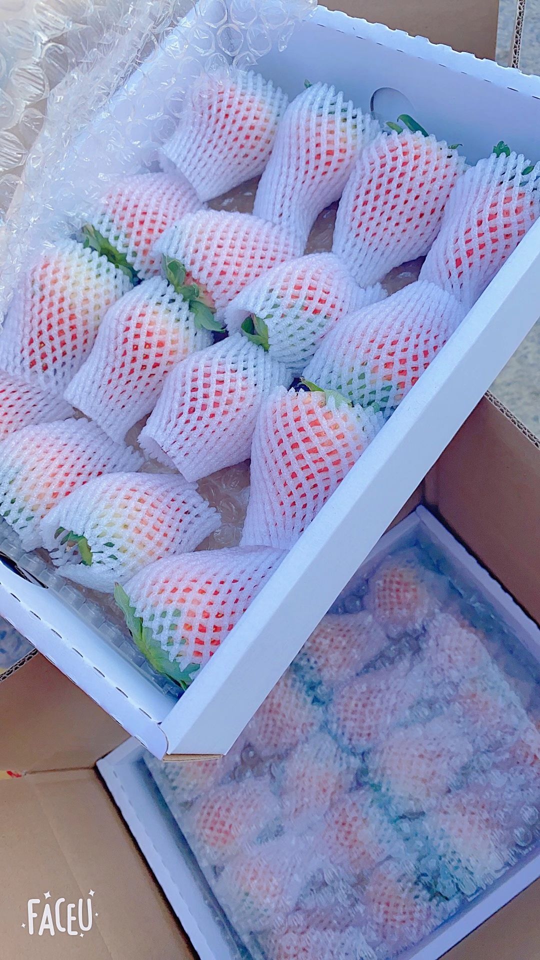 红颜草莓  周小弟红颜