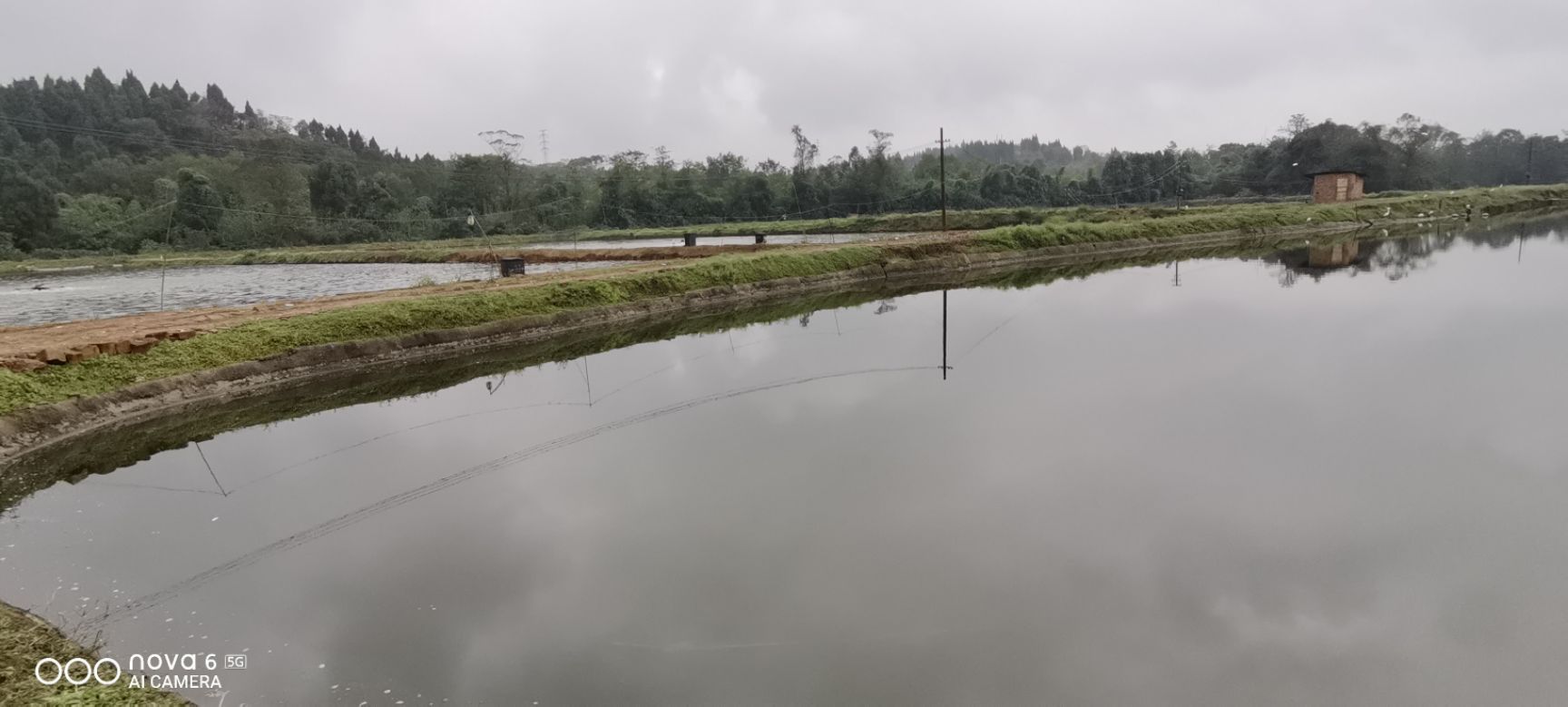 草鱼苗，适应能力强，抗病能力强，运输。无后顾之忧。