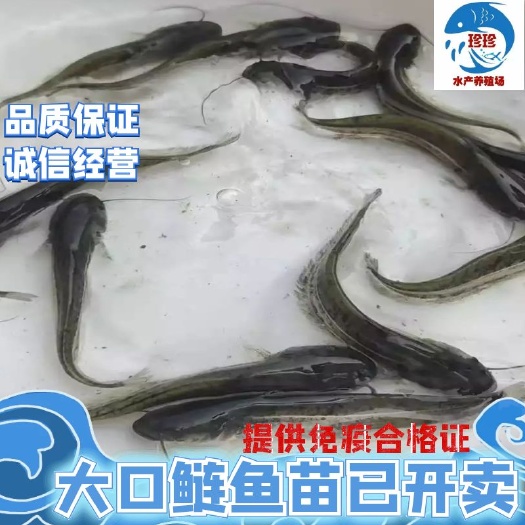 广州大口鲶鱼苗  大口鲢鱼，鲶鱼苗，热销中