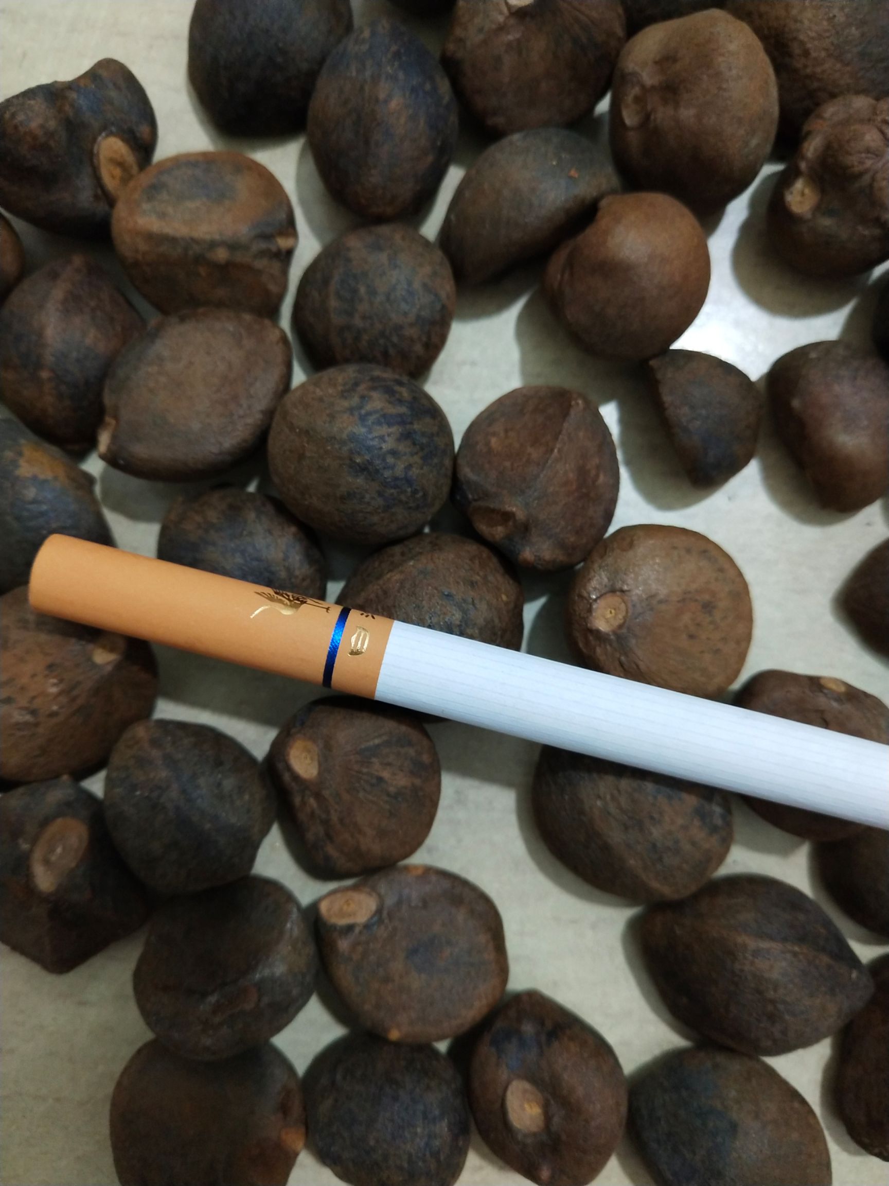 小茶籽，油茶籽，茶籽