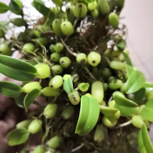 潮州石橄榄  单叶小果批发零售货鲜味美甘香