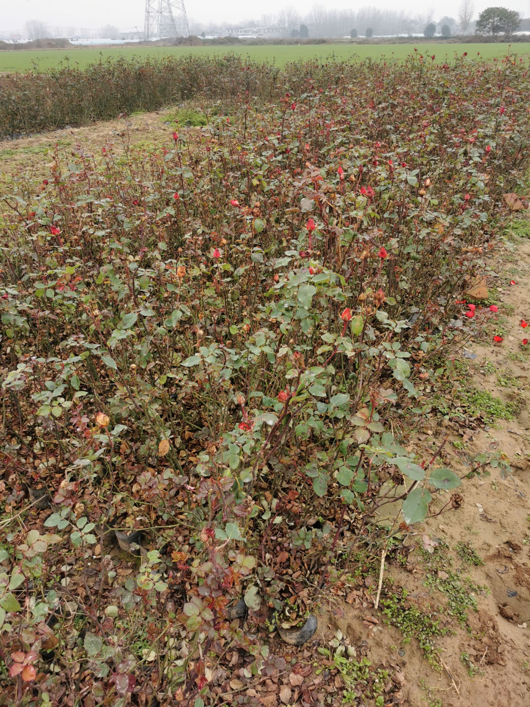 大花月季月季豐花月季基地自產自銷質優(yōu)價廉