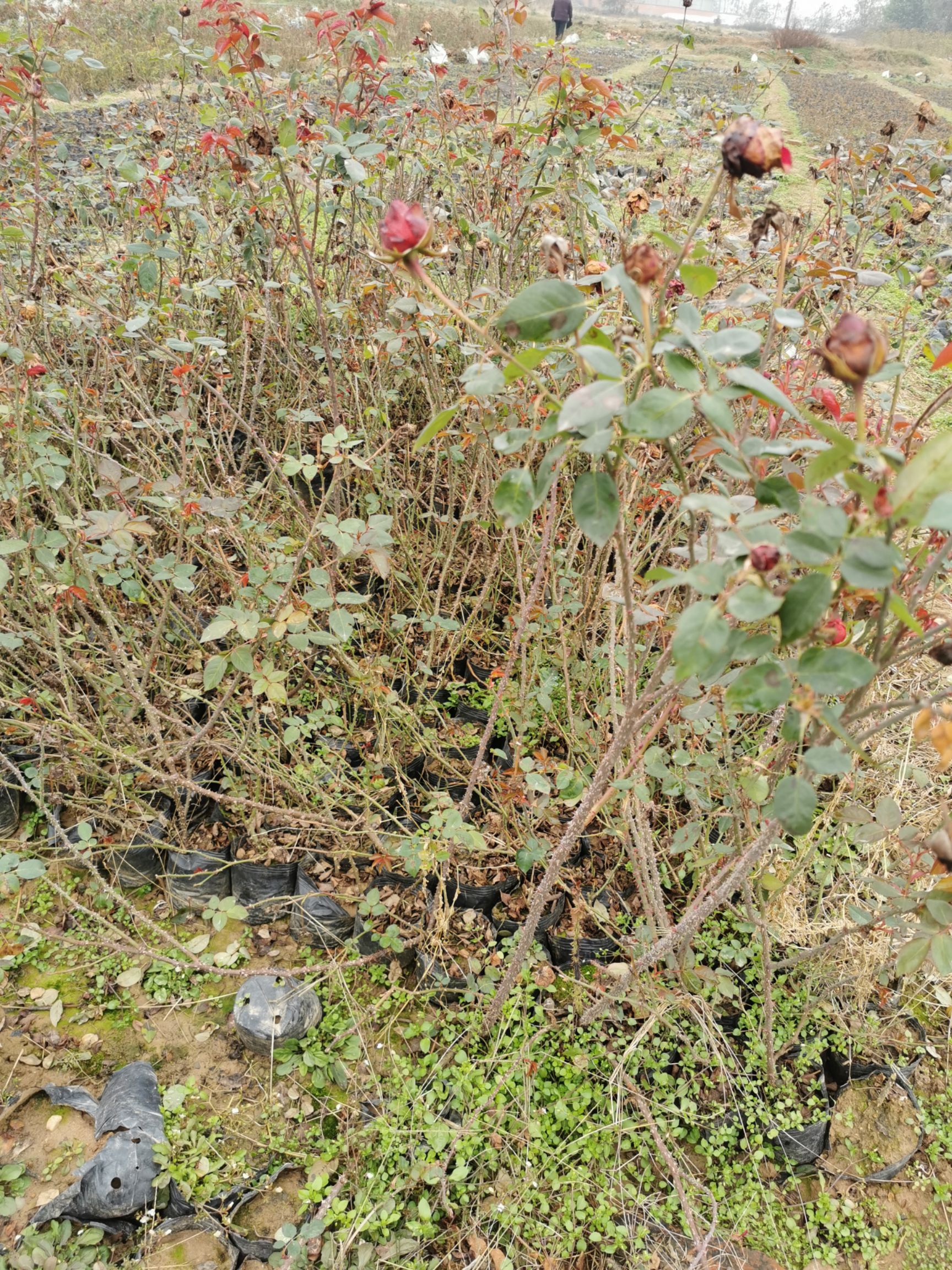 大花月季月季豐花月季基地自產自銷質優(yōu)價廉