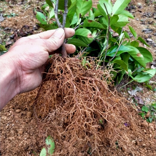融水县粉红黑老虎苗 布福娜种苗