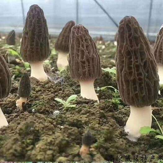 益阳羊肚菌