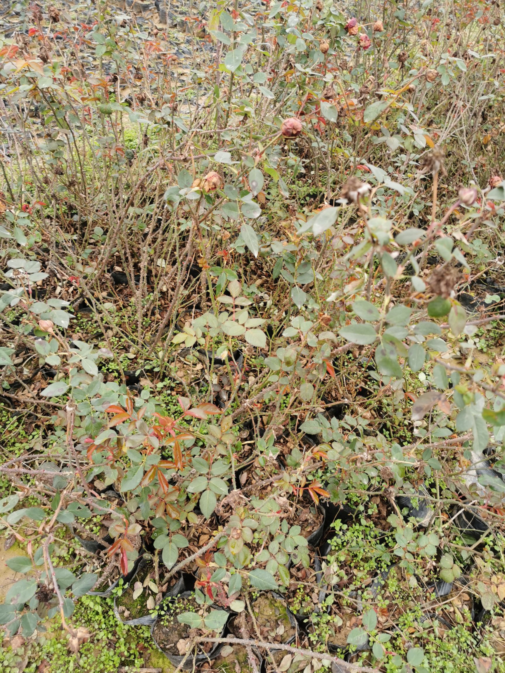 大花月季月季豐花月季基地自產自銷質優(yōu)價廉