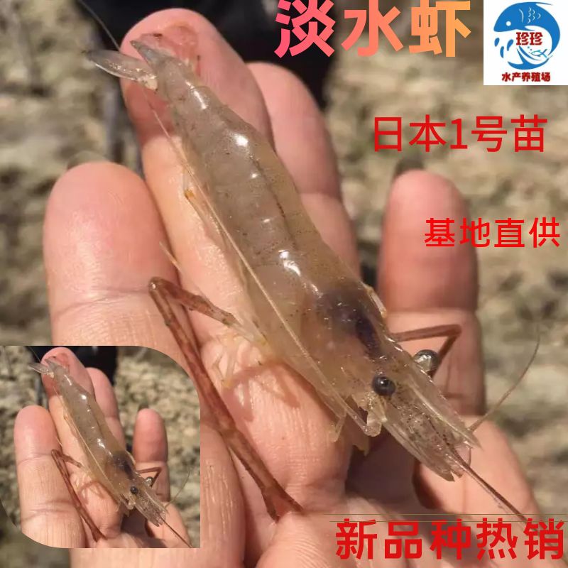 广州（新品种热销）1号青虾，虾苗好养快大