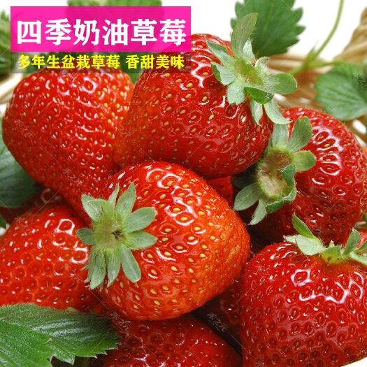 平邑县四季草莓苗  草莓苗现挖现卖当年结果品种多信誉包证