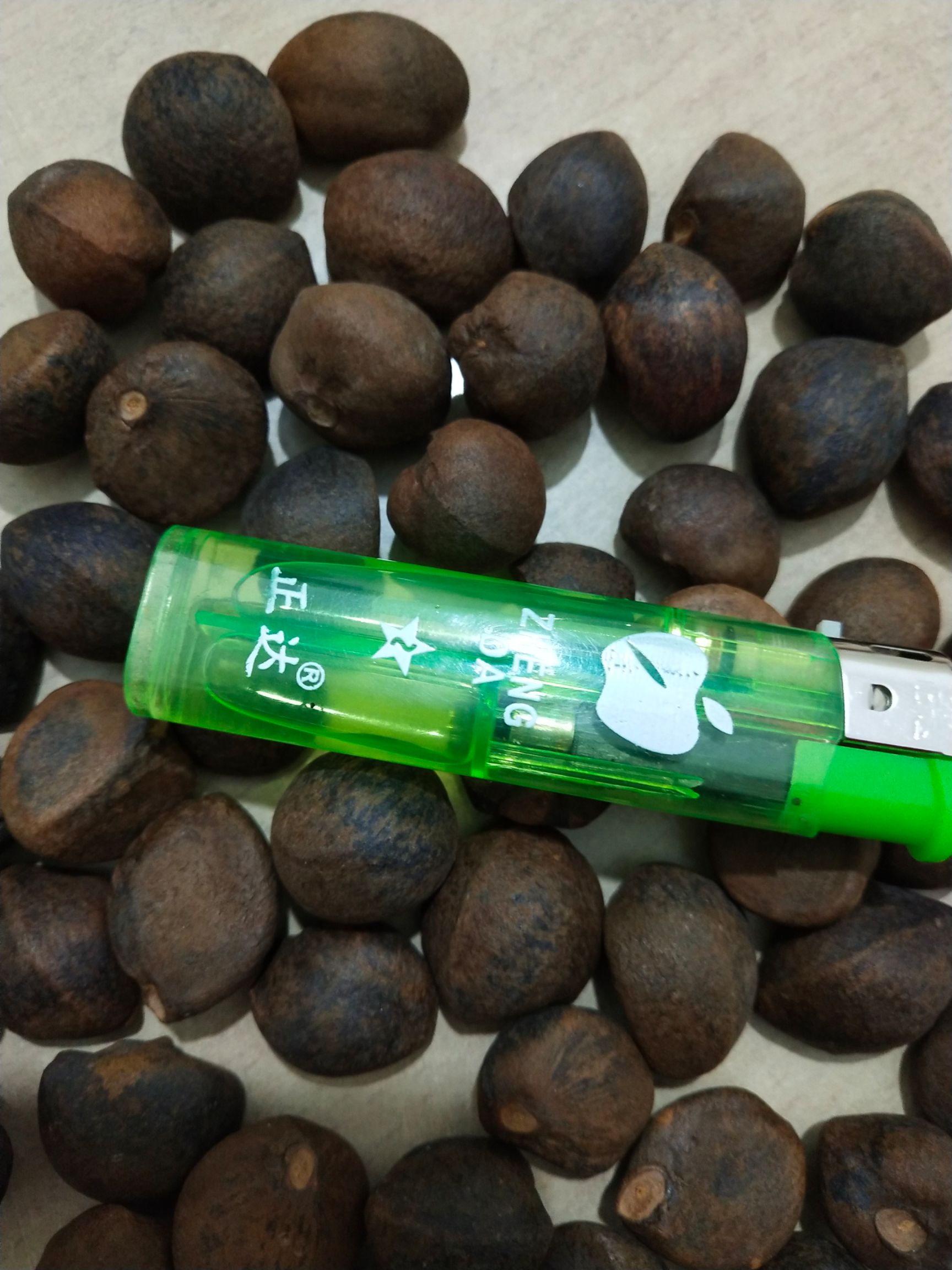 小茶籽，油茶籽，茶籽