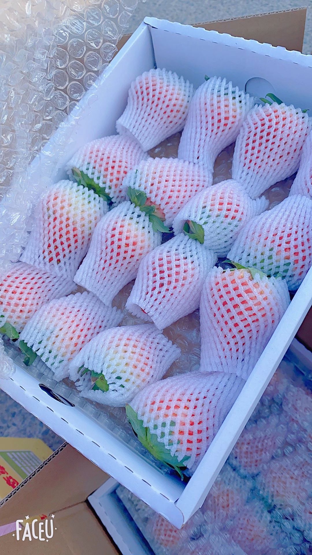 红颜草莓  周小弟红颜